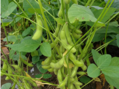小毛豆 大能量 鮮莢畝產(chǎn)也超千公斤