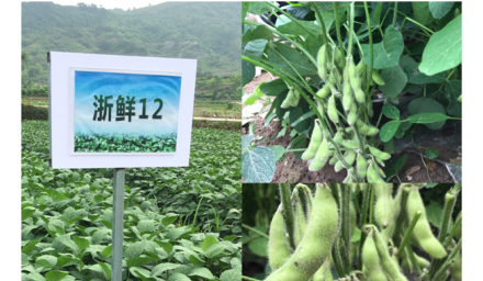 浙鮮12’出彩浙江省鮮食春大豆現(xiàn)場會