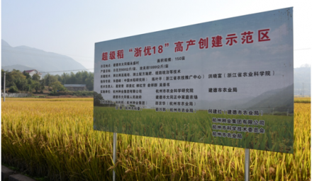 杭州種業集團水稻高產攻關畝產突破千公斤