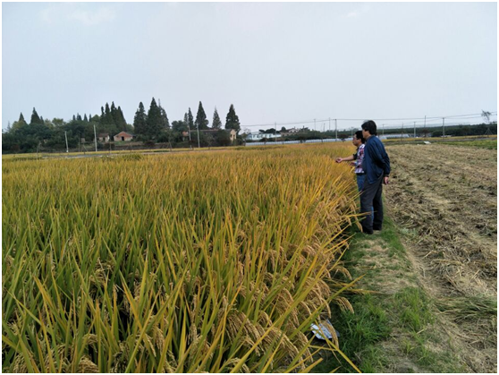 杭州市種子總站檢查集團公司儲備種子生產基地2.png