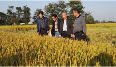 杭州市種子總站檢查集團公司儲備種子生產基地