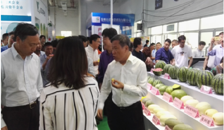 杭種集團(tuán)水果玉米新品種‘金銀208’成浙江種博會‘爆款’
