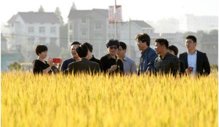 杭州市農業局和財政局領導考察杭種集團水稻超高產示范現場