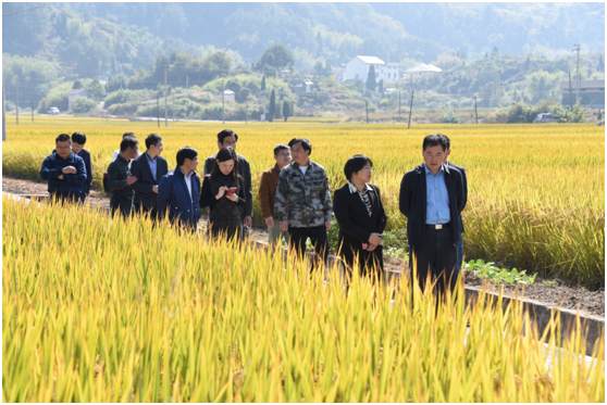唐冬壽副廳長考察集團水稻超高產攻關現場2.png