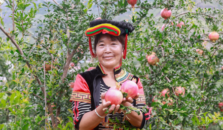 1.1億單助力新農(nóng)業(yè)，拼多多農(nóng)貨節(jié)帶動(dòng)500農(nóng)產(chǎn)區(qū)直連5億消費(fèi)者