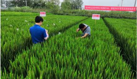 杭州種業(yè)集團(tuán)自創(chuàng)3個(gè)粳稻不育系通過品審委現(xiàn)場鑒定