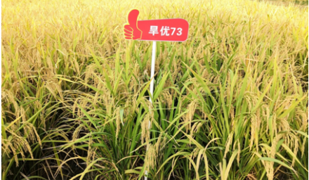 節(jié)水抗旱的優(yōu)質(zhì)稻新品種‘旱優(yōu)73’