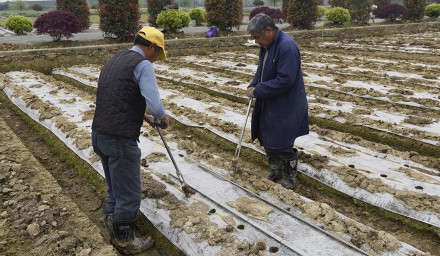2020全國·浙江鮮食玉米大會系列報道之三——移栽階段