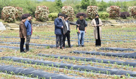 2020全國·浙江鮮食玉米大會系列報道之四——苗期管理階段