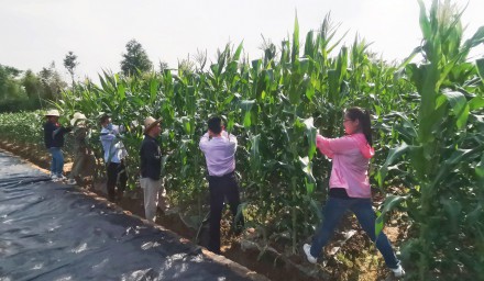 學技能 煉意志 強擔當 杭州種業集團深化青年員工培養鍛煉工程