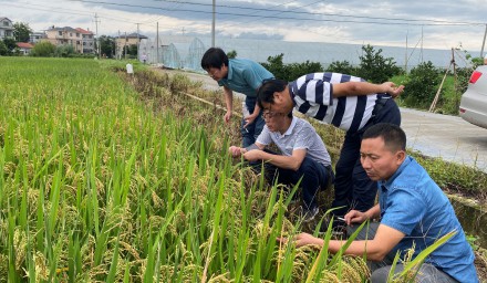 杭州種業集團早稻良種良法守住糧食安全“壓艙石”