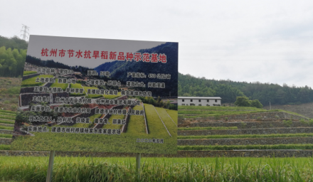 穩(wěn)糧擴(kuò)面杭州種業(yè)在行動(dòng)