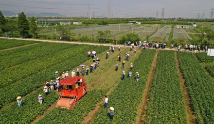 種業振興在行動：科技賦能助力‘浙鮮9號’實現畝產突破一千公斤