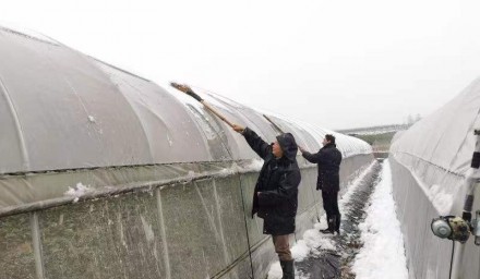 控疫情保生產 ｜杭州種業集團“疫”路前行  凝聚組織力量浴“雪”奮戰全力保障供生產