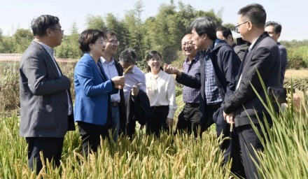 劉嬪珺副市長帶隊調研集團育種創新工作