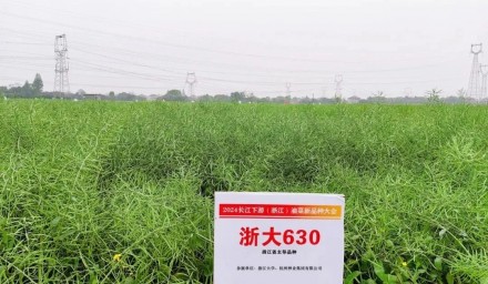 種業創新 | 集團品種“浙大630”亮相2024長江下游（浙江）油菜新品種大會
