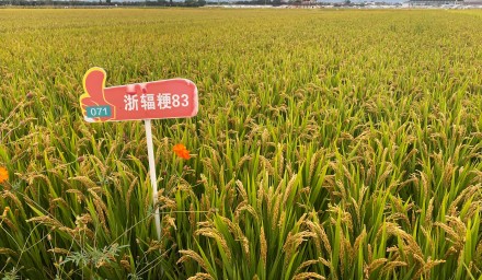 杭州種業集團：8個品種榮登 浙江省2024年種植業主導品種榜單