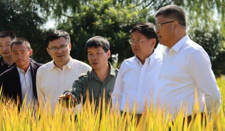 911.8公斤！杭州種業集團浙杭優向畝產噸糧發起沖鋒
